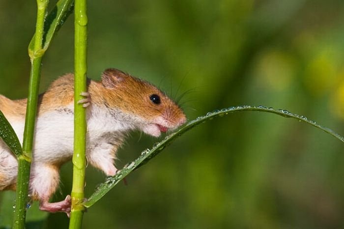 The Secret Life of the Harvest Mice | Amusing Planet